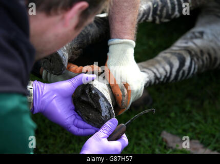 Blair Drummond zebra health check Stock Photo