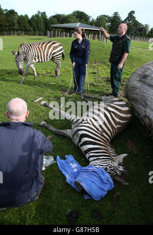 Vet Colin Scott (front) tends to Melton the zebra during a health check at Blair Drummond Safari Park. Stock Photo