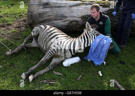 Blair Drummond zebra health check. Vet Paddy Day tends to Melton the zebra during a health check at Blair Drummond Safari Park. Stock Photo