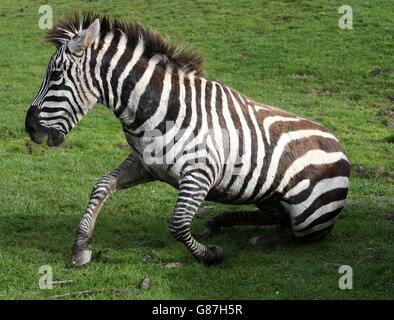 Melton the zebra recovering from a sedative a health check where his teeth and hooves were trimmed at Blair Drummond Safari Park. Stock Photo