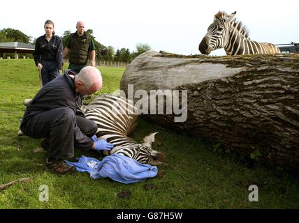 Vet Colin Scott (front) tends to Melton the zebra during a health check at Blair Drummond Safari Park. Stock Photo