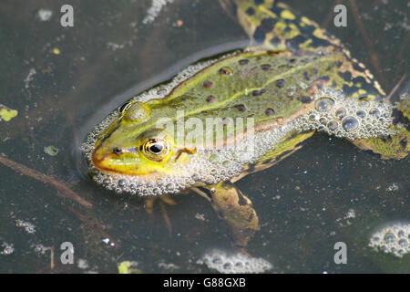 Close-up of a frog, Enschede, Overijssel, Holland Stock Photo