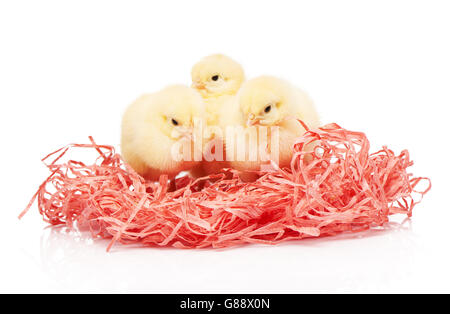 Three small yellow chickens in pink paper nest isolated on white background Stock Photo