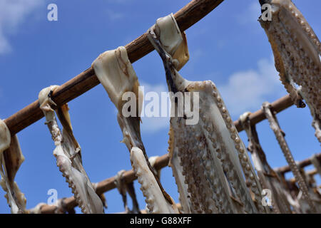 Trestles for hanging up octopus to dry, octopus fisherwoman, Anse Baleine, Rodrigues Stock Photo