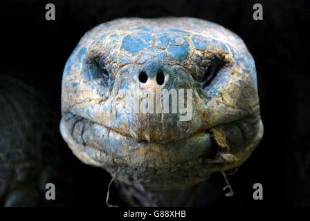 Portrait of a Giant Tortoise, Isla Isabela, galapagos, Ecuador Stock Photo