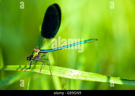 A macro shot of a dragonfly in the morning sun, sitting on a blade of grass Dordogne, France.