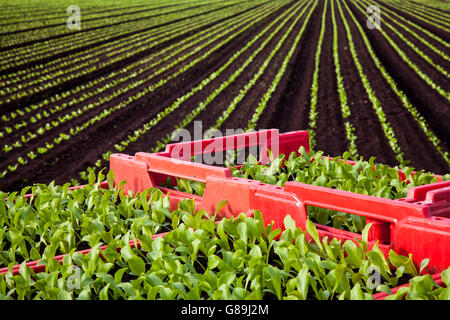 Sunnyhurst seed trays of Cos Lettuce stacked awaiting the arrival of machinery to plant more rows of the salad crops in Tarleton, UK Stock Photo