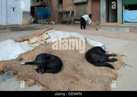 Dogs sleeping in the street in the Newar village of Bungamati, which lies in Lalitpur District, Nepal. Stock Photo