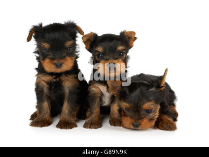 Three small and cute puppies of Yorkshire Terrier isolated on white Stock Photo