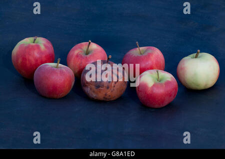 Six fresh apples, one rotten apple Stock Photo