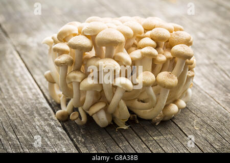 Brown shimeji mushrooms. Healthy superfood on wooden table. Stock Photo