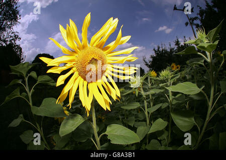 Sunflowers on a field for do-it-yourself pickers between Possendorf and Kreischa, Saxony Stock Photo