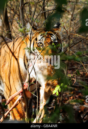 Royal Bengal Tiger with Deer Fawn Kill Stock Photo