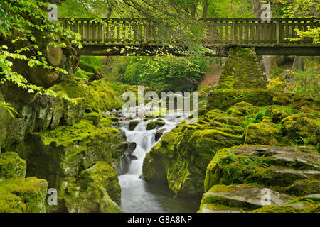 Wooden bridge over the Shimna River in Tollymore Forest Park in Northern Ireland. Stock Photo