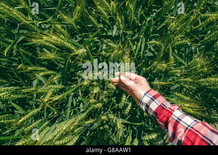 Female farmer in wheat field, personal point of view, hand touching cereal crops Stock Photo
