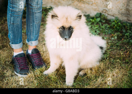 Gray Keeshound, Keeshond, Keeshonden Dog Or German Spitz, Wolfspitz Sitting On Grass Is At Feet Of Mistress Stock Photo