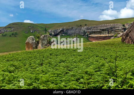 Sedimentary rock and fern in Giants Castle KwaZulu-Natal nature reserve, Drakensberg South Africa Stock Photo