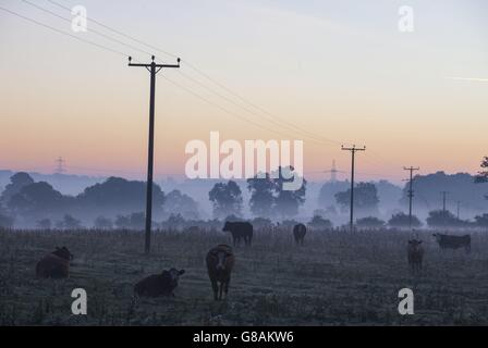 Cows in a field at dawn in Bolam Lake Country Park, Northumberland. Stock Photo