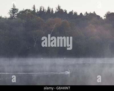 A swan glides across Bolam Lake as it is shrouded in early morning mist in Bolam Lake Country Park, Northumberland. Stock Photo