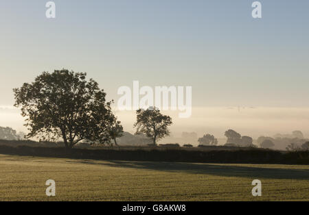 Early morning mist over fields in Bolam Lake Country Park, Northumberland. Stock Photo