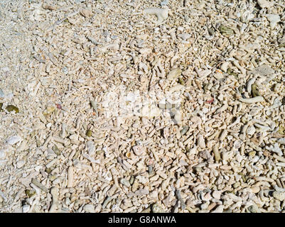 Weathered coral on the beach, Lady Musgrave Island, QLD, Australia Stock Photo