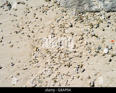 Weathered coral on the beach, Lady Musgrave Island, QLD, Australia Stock Photo