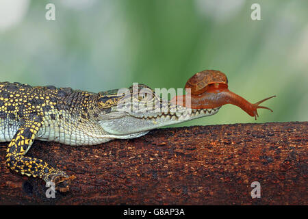 Snail sitting on crocodile snout, Indonesia Stock Photo