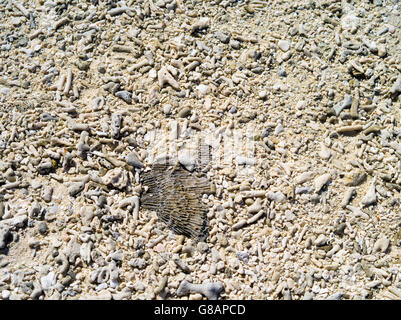 Weathered coral on the beach, Lady Musgrave Island, QLD, Australia Stock Photo