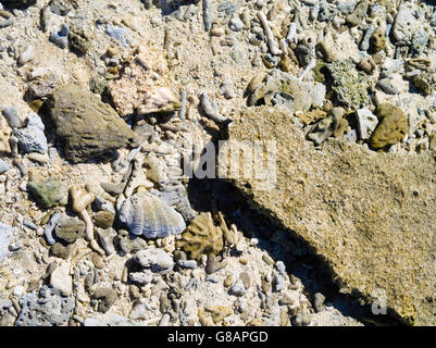 Weathered coral on the beach, Lady Musgrave Island, QLD, Australia Stock Photo