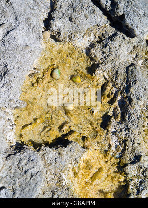 Weathered coral on the beach, Lady Musgrave Island, QLD, Australia Stock Photo