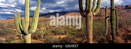 Saguaro National Park, Arizona, USA Stock Photo