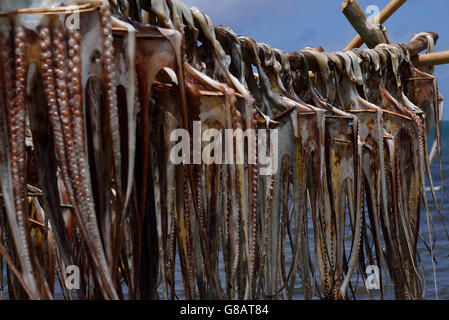 Trestles for hanging up octopus to dry, octopus fisherwoman, Anse Baleine, Rodrigues Stock Photo