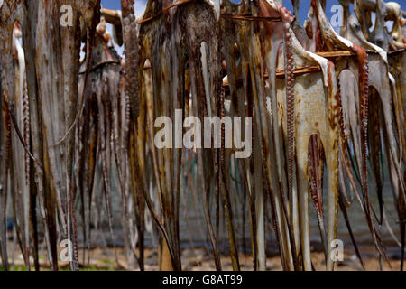 Trestles for hanging up octopus to dry, octopus fisherwoman, Anse Baleine, Rodrigues Stock Photo