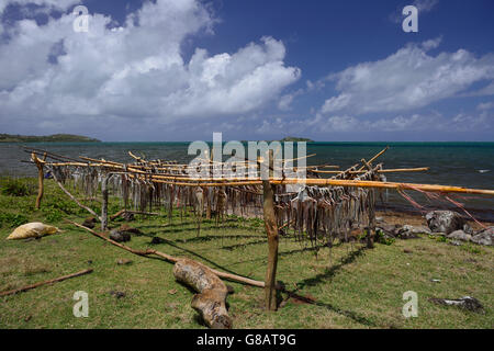 Trestles for hanging up octopus to dry, octopus fisherwoman, Anse Baleine, Rodrigues Stock Photo