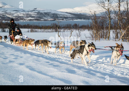 Dog sledding in Norway Stock Photo