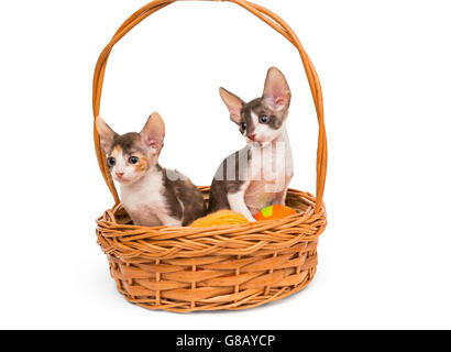 Kittens the breed Cornish Rex in a basket, isolated on white Stock Photo