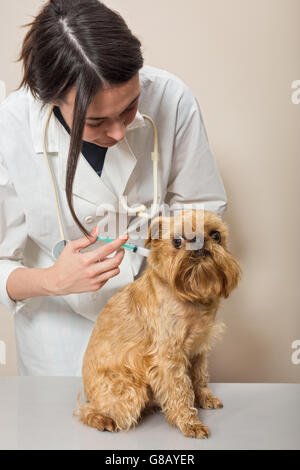 Young woman doctor, makes the  vaccinated a small dog
