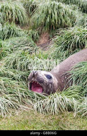 Juvenile elephant seal resting in tussock at Macquarie Island, Australian sub-Antarctic Stock Photo