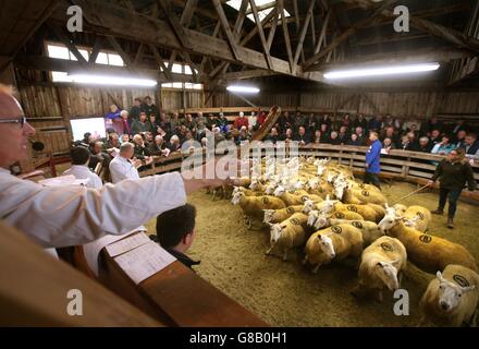 North Country Cheviot Ewes in the auction ring during the United Auction Great Annual Sale of North Country Cheviot Gimmers and Ewes at their sale in Lairg, Sutherland. Stock Photo