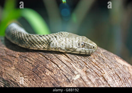 The dice snake, natrix tessellata, is a nonvenomous snake, close-up Stock Photo