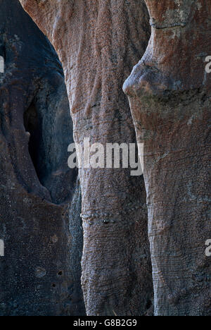 Botswana, Baobab Tree Trunks, Nxai Pan Stock Photo