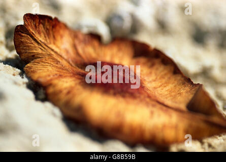 Pod, Botswana Stock Photo