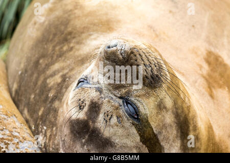 Southern elephant seal at Macquarie Island, Australian sub-Antarctic Stock Photo