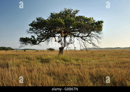 Maputo Tree Mozambique Maputo Special Reserve. Tree in vlei, backlit silhouette ...
