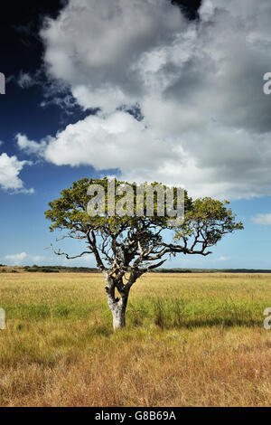 Maputo Tree Mozambique Maputo Special Reserve. Tree in vlei, backlit silhouette ...