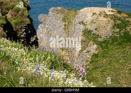 UK, Wales, Ceredigion, Llangrannog, clifftop wild flowers at Carreg Dol y Fran Stock Photo