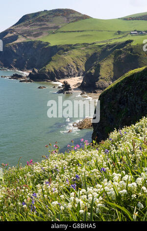 UK, Wales, Ceredigion, Llangrannog, clifftop wild flowers at Carreg Dol y Fran Stock Photo