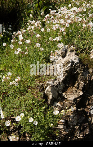 UK, Wales, Ceredigion, Llangrannog, clifftop wild flowers, sea campion, Silene maritima Stock Photo