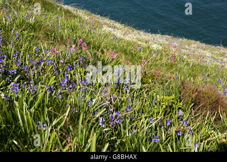 UK, Wales, Ceredigion, Llangrannog, clifftop wild flowers at Carreg Dol y Fran Stock Photo