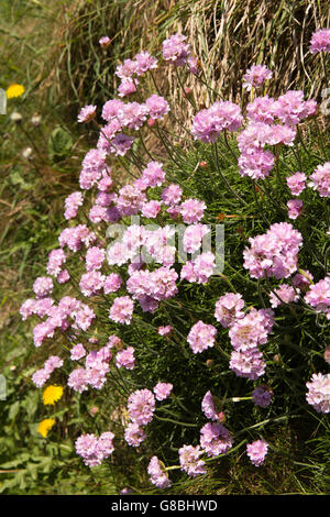 UK, Wales, Ceredigion, Llangrannog, Wild flowers, Thrift, Armenia Maritima growing in earth bank wall Stock Photo